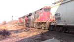 CN A431